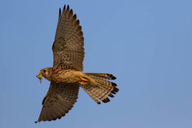 Avıyla uçan şahin. Kuş: Küçük Kerkenez. Falco naumanni. Mavi gökyüzü arka planı.
