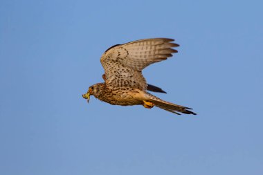 Avıyla uçan şahin. Kuş: Küçük Kerkenez. Falco naumanni. Mavi gökyüzü arka planı.