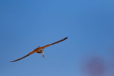 Avıyla uçan şahin. Kuş: Küçük Kerkenez. Falco naumanni. Mavi gökyüzü arka planı.