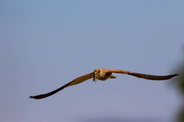 Avıyla uçan şahin. Kuş: Küçük Kerkenez. Falco naumanni. Mavi gökyüzü arka planı.
