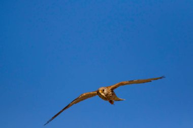 Avıyla uçan şahin. Kuş: Küçük Kerkenez. Falco naumanni. Mavi gökyüzü arka planı.