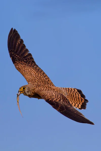 Flying falcon with its hunt. Bird: Lesser Kestrel. Falco naumanni. Blue sky background.