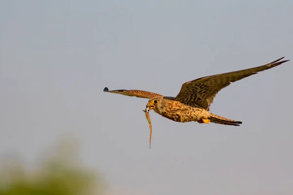 Flying falcon with its hunt. Bird: Lesser Kestrel. Falco naumanni. Blue sky background.