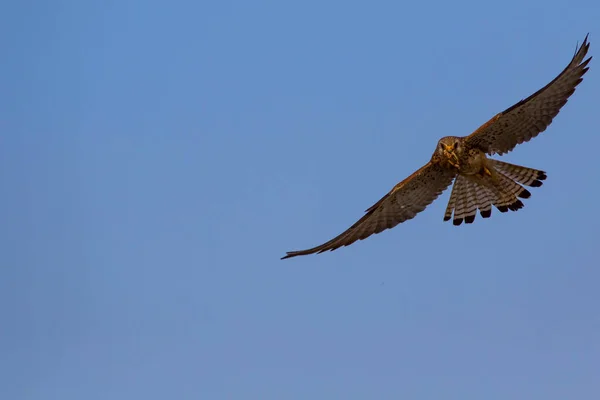 사냥으로 날아다 케스트렐 나우마니 — 스톡 사진