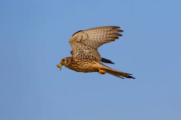 Flying Falcon Its Hunt Bird Lesser Kestrel Falco Naumanni Blue — Stock Photo, Image