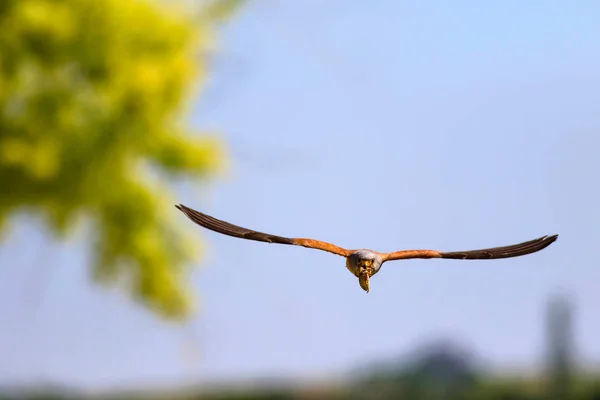 Falcão Voador Com Sua Caça Pássaro Menos Kestrel Falco Naumanni — Fotografia de Stock