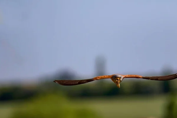 Falcão Voador Com Sua Caça Pássaro Menos Kestrel Falco Naumanni — Fotografia de Stock