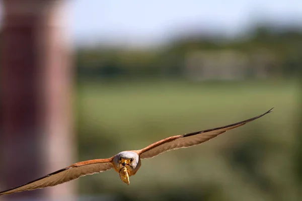 Flying falcon with its hunt. Bird: Lesser Kestrel. Falco naumanni. Blue sky background.