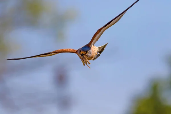 Falcão Voador Com Sua Caça Pássaro Menos Kestrel Falco Naumanni — Fotografia de Stock