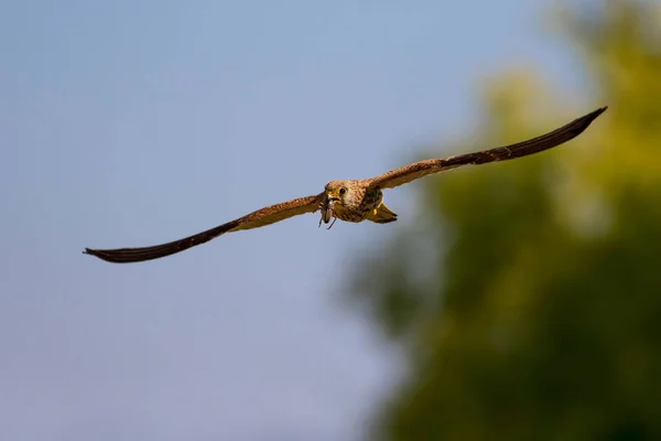 Halcón Volador Con Caza Bird Lesser Kestrel Falco Naumanni Fondo — Foto de Stock