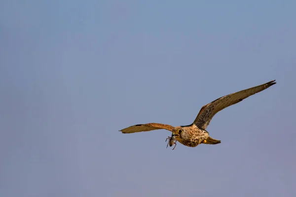 Flying falcon with its hunt. Bird: Lesser Kestrel. Falco naumanni. Blue sky background.