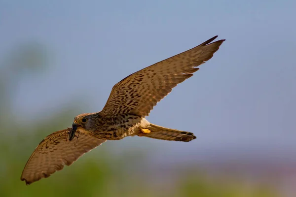 Flying falcon with its hunt. Bird: Lesser Kestrel. Falco naumanni. Blue sky background.