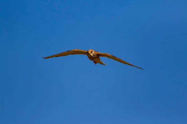 Halcón Volador Con Caza Bird Lesser Kestrel Falco Naumanni Fondo — Foto de Stock