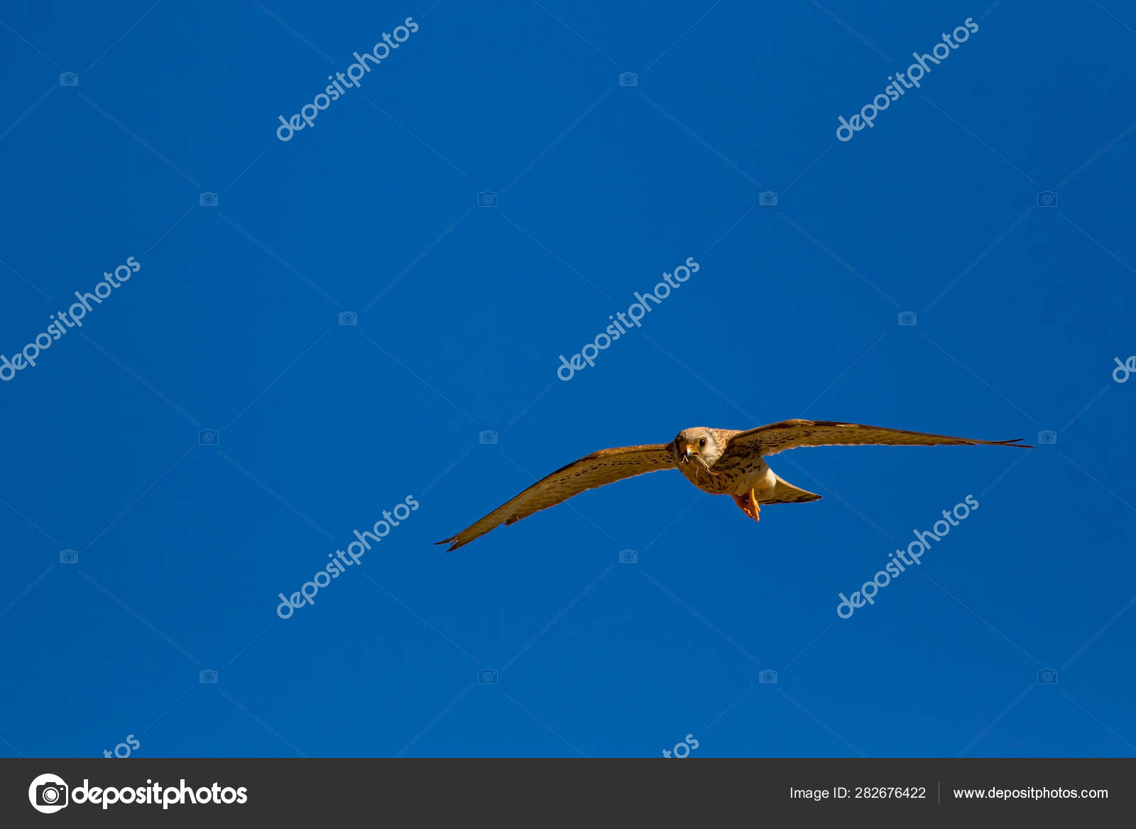 Flying Falcon Its Hunt Bird Lesser Kestrel Falco Naumanni Blue Stock Photo Image By C Mutan7 Flying Falcon Its Hunt Bird Lesser Kestrel Falco Naumanni Blue Stock Photo Image By C Mutan7