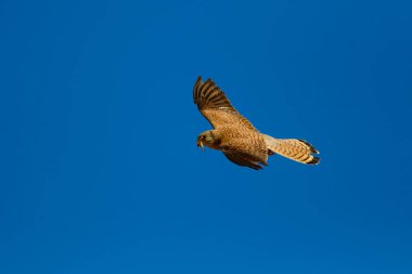 Avıyla uçan şahin. Kuş: Küçük Kerkenez. Falco naumanni. Mavi gökyüzü arka planı.