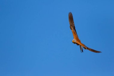 Avıyla uçan şahin. Kuş: Küçük Kerkenez. Falco naumanni. Mavi gökyüzü arka planı.