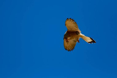 Avıyla uçan şahin. Kuş: Küçük Kerkenez. Falco naumanni. Mavi gökyüzü arka planı.