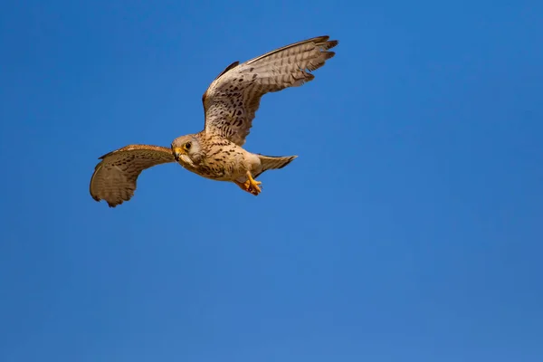 Flying falcon with its hunt. Bird: Lesser Kestrel. Falco naumanni. Blue sky background.