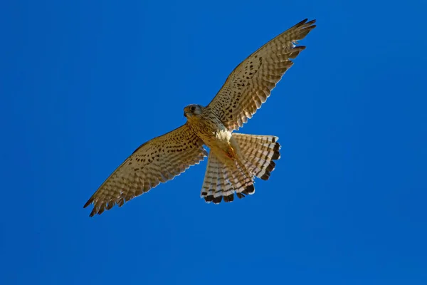 Flying falcon with its hunt. Bird: Lesser Kestrel. Falco naumanni. Blue sky background.