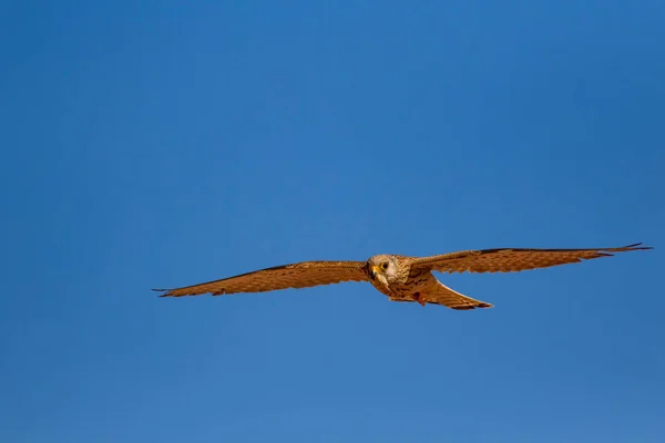 Flying falcon with its hunt. Bird: Lesser Kestrel. Falco naumanni. Blue sky background.