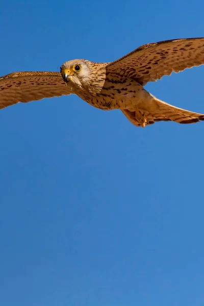 Flying falcon with its hunt. Bird: Lesser Kestrel. Falco naumanni. Blue sky background.