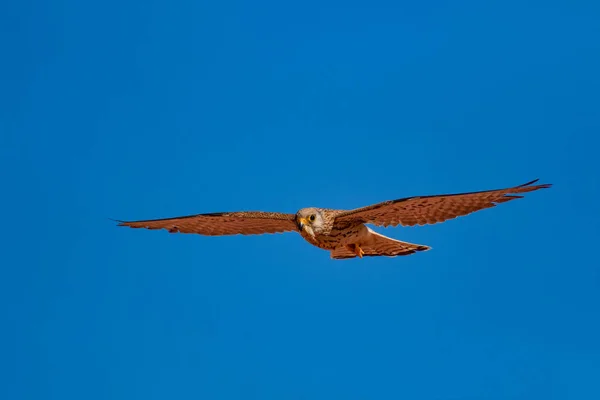 Flygande Falk Med Sin Jakt Fågel Lesser Kestrel Falco Naumanni — Stockfoto