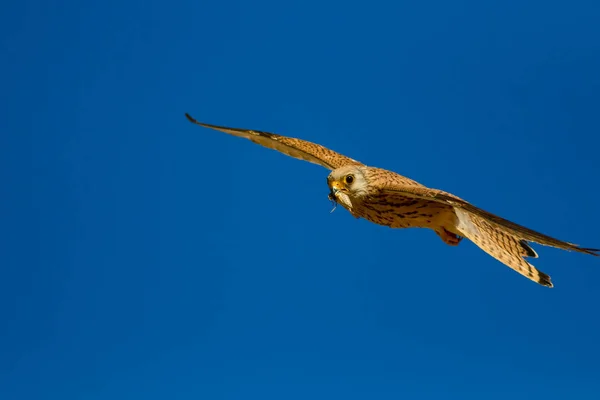 Falcão Voador Com Sua Caça Pássaro Menos Kestrel Falco Naumanni — Fotografia de Stock