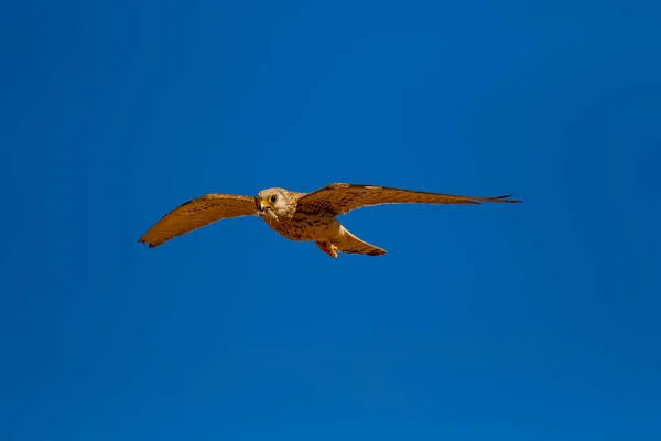 Flying falcon with its hunt. Bird: Lesser Kestrel. Falco naumanni. Blue sky background.