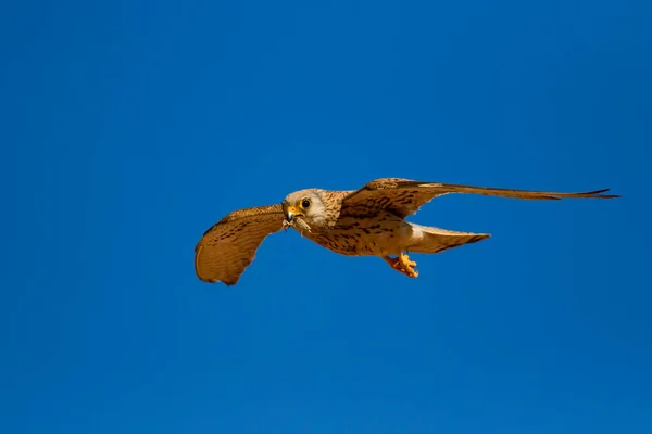 Falcão Voador Com Sua Caça Pássaro Menos Kestrel Falco Naumanni — Fotografia de Stock