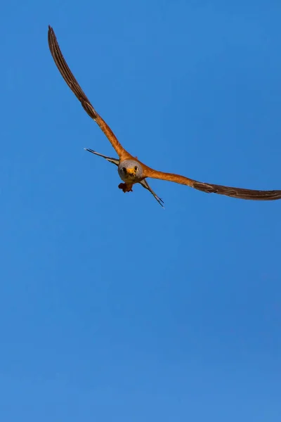Halcón Volador Con Caza Bird Lesser Kestrel Falco Naumanni Fondo —  Fotos de Stock