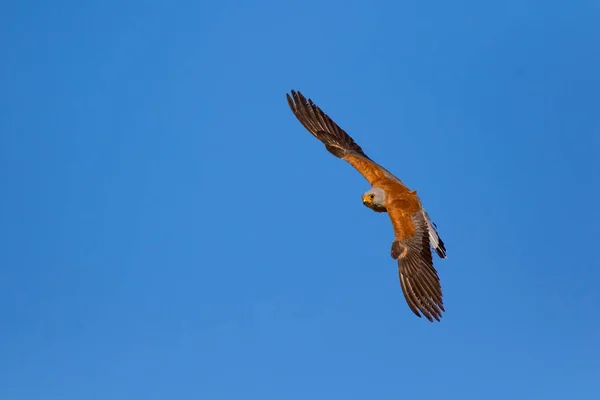 Flying falcon with its hunt. Bird: Lesser Kestrel. Falco naumanni. Blue sky background.