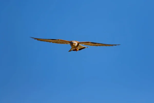 その狩りで飛ぶハヤブサ レッサー ケストレル ファルコ ナウマンニ青空の背景 — ストック写真