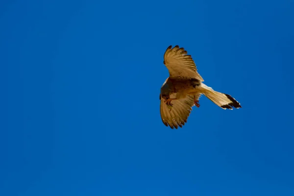 Flying falcon with its hunt. Bird: Lesser Kestrel. Falco naumanni. Blue sky background.