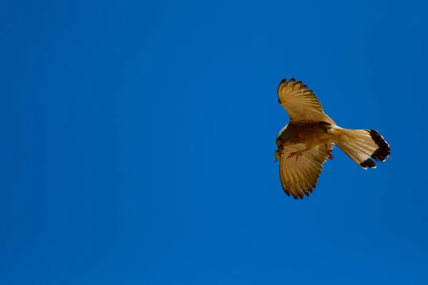 Halcón Volador Con Caza Bird Lesser Kestrel Falco Naumanni Fondo — Foto de Stock