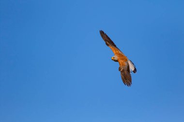 Avıyla uçan şahin. Kuş: Küçük Kerkenez. Falco naumanni. Mavi gökyüzü arka planı.