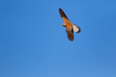 Avıyla uçan şahin. Kuş: Küçük Kerkenez. Falco naumanni. Mavi gökyüzü arka planı.