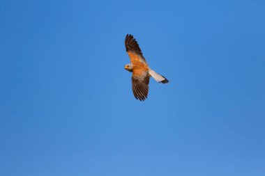 Avıyla uçan şahin. Kuş: Küçük Kerkenez. Falco naumanni. Mavi gökyüzü arka planı.