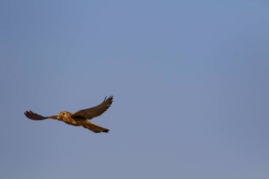 Avıyla uçan şahin. Kuş: Küçük Kerkenez. Falco naumanni. Mavi gökyüzü arka planı.