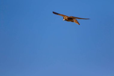 Avıyla uçan şahin. Kuş: Küçük Kerkenez. Falco naumanni. Mavi gökyüzü arka planı.