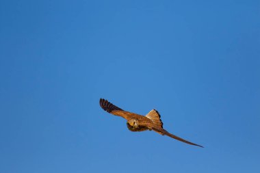 Avıyla uçan şahin. Kuş: Küçük Kerkenez. Falco naumanni. Mavi gökyüzü arka planı.