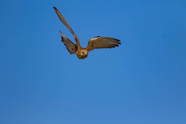 Avıyla uçan şahin. Kuş: Küçük Kerkenez. Falco naumanni. Mavi gökyüzü arka planı.