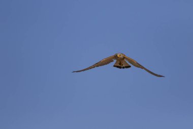 Avıyla uçan şahin. Kuş: Küçük Kerkenez. Falco naumanni. Mavi gökyüzü arka planı.