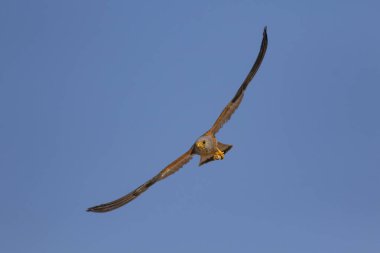 Avıyla uçan şahin. Kuş: Küçük Kerkenez. Falco naumanni. Mavi gökyüzü arka planı.