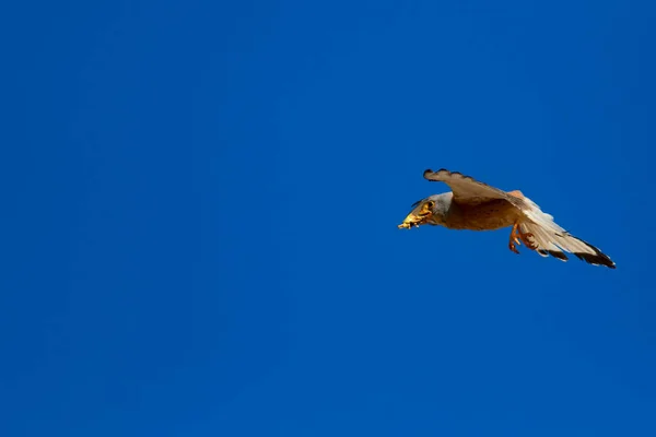 Faucon Volant Avec Chasse Oiseau Petit Crécerelle Falco Naumanni Fond — Photo