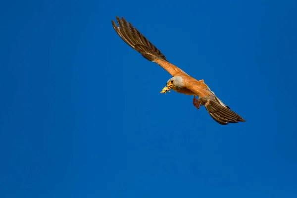 Flying falcon with its hunt. Bird: Lesser Kestrel. Falco naumanni. Blue sky background.