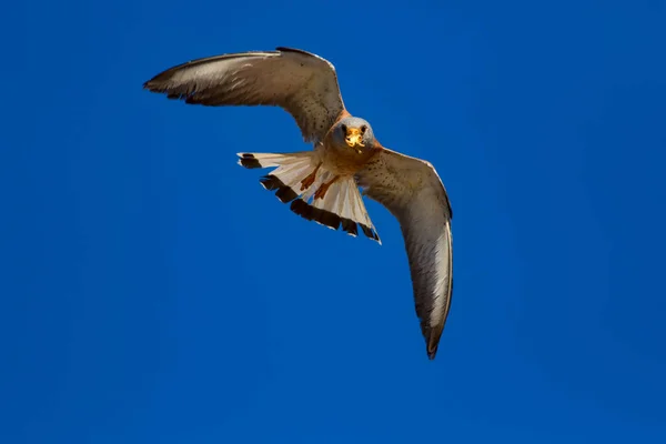 Flying falcon with its hunt. Bird: Lesser Kestrel. Falco naumanni. Blue sky background.