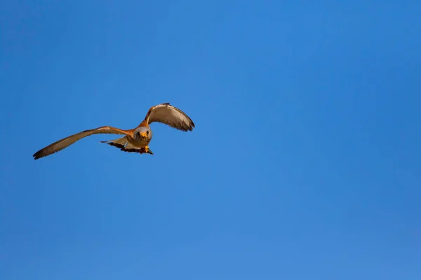Летящий Сокол Охотой Лессер Кестрел Falco Nauhabi Голубой Фон Неба — стоковое фото
