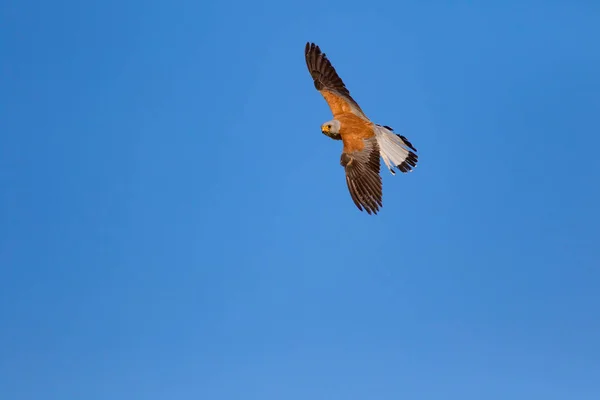 Flying falcon with its hunt. Bird: Lesser Kestrel. Falco naumanni. Blue sky background.