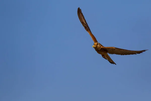 Flying falcon with its hunt. Bird: Lesser Kestrel. Falco naumanni. Blue sky background.