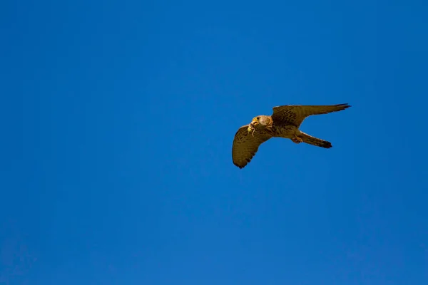 Faucon Volant Avec Chasse Oiseau Petit Crécerelle Falco Naumanni Fond — Photo